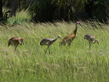 SandhillCrane_K517654