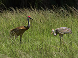 SandhillCrane_K517655