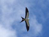 SwallowTailedKite_K517670