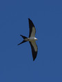 SwallowTailedKite_K517680