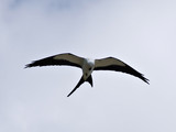 SwallowTailedKite_K517688