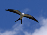 SwallowTailedKite_K517690