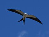 SwallowTailedKite_K517691