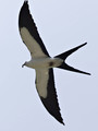 SwallowTailedKite_K517696