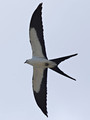 SwallowTailedKite_K517698