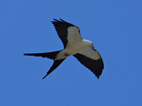 SwallowTailedKite_K517704