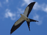 SwallowTailedKite_K517707