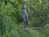 YellowCrownedNightHeron_K517588