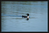 Loon_K702053