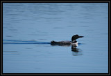 Loon_K702054