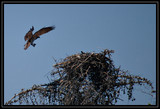 OspreyNest_K701740