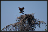 OspreyNest_K701743