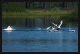 TrumpeterSwanChase_K702126