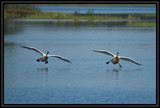 TrumpeterSwanLanding_K701970