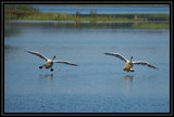 TrumpeterSwanLanding_K701971