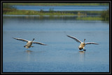 TrumpeterSwanLanding_K701972