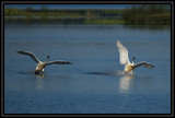 TrumpeterSwanLanding_K701974