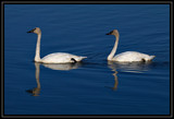 TrumpeterSwan_K701982