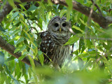 BarredOwl_K519569