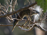 GreenHeron_K519431