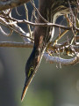 GreenHeron_K519435