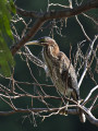 GreenHeron_K519476