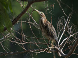 GreenHeron_K519485