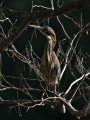 GreenHeron_K519488