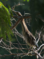 GreenHeron_K519493