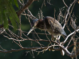 GreenHeron_K519504