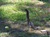 GreenHeron_K519632