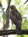 RedshoulderedHawk_K519408