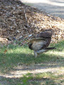 RedshoulderedHawk_K519531