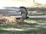 RedshoulderedHawk_K519543