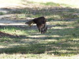 RedshoulderedHawk_K519544