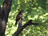 RedshoulderedHawk_K519561