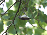 TuftedTitmouse_K519521