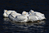 WhitePelicans_K500328